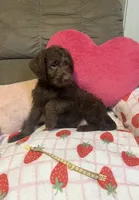 Daisy, a female Labradoodle for sale in Taylors Falls, MN – 2 of 3