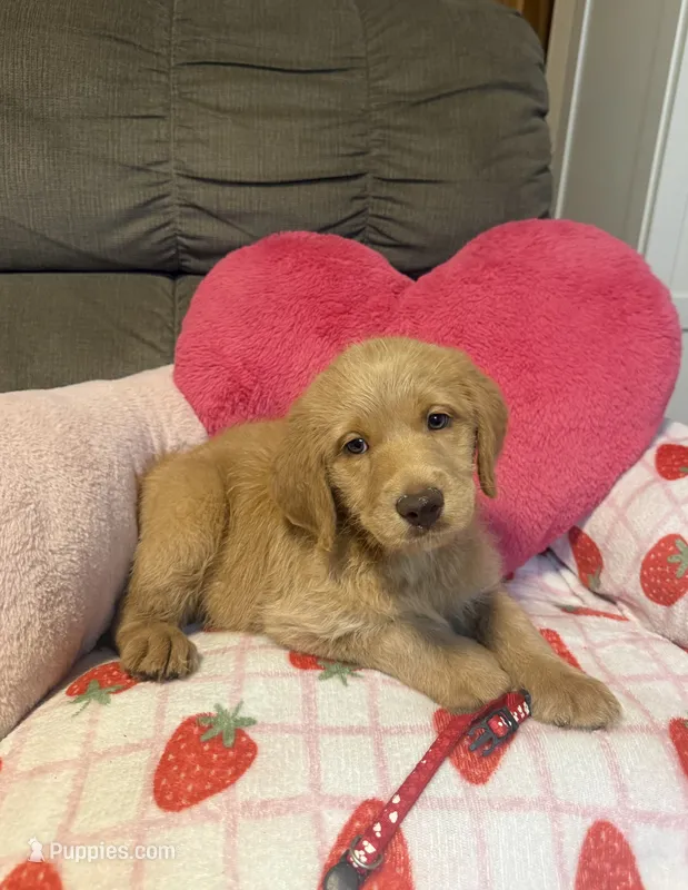 Rose – Labradoodle puppy for sale in Taylors Falls, MN