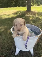 Shirley, a female Labradoodle for sale in Taylors Falls, MN – 3 of 4