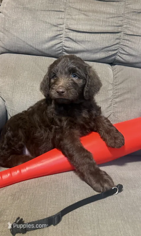 Wren – Labradoodle puppy for sale in Taylors Falls, MN