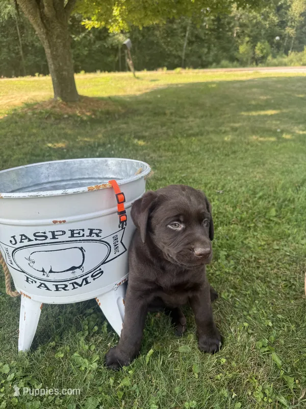 Max – Labrador Retriever puppy for sale in Taylors Falls, MN