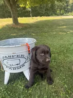 Max, a male Labrador Retriever for sale in Taylors Falls, MN – 1 of 4
