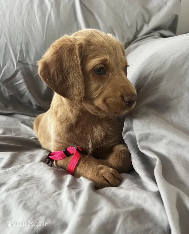 Daisy – Labradoodle puppy on hold in Taylors Falls, MN