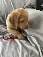 Daisy, a female Labradoodle for sale in Taylors Falls, MN – Photo 5 of 6