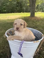 Shirley, a female Labradoodle for sale in Taylors Falls, MN – 2 of 4