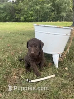 Marley – Labradoodle puppy for sale in Taylors Falls, MN