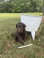 Marley, a female Labradoodle for sale in Taylors Falls, MN – 1 of 4