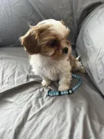 Buster, a male Cavalier King Charles Spaniel and Shih Tzu for sale in Taylors Falls, MN – Photo 5 of 9