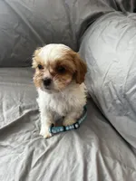 Buster, a male Cavalier King Charles Spaniel and Shih Tzu for sale in Taylors Falls, MN – Photo 8 of 9