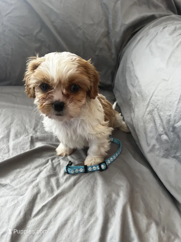 Buster – Cavalier King Charles Spaniel, Shih Tzu puppy for sale in Taylors Falls, MN
