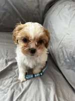 Buster, a male Cavalier King Charles Spaniel and Shih Tzu for sale in Taylors Falls, MN – Photo 4 of 9