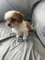 Buster, a male Cavalier King Charles Spaniel and Shih Tzu for sale in Taylors Falls, MN – Photo 7 of 9