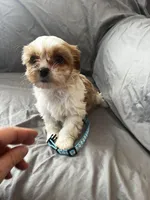 Buster, a male Cavalier King Charles Spaniel and Shih Tzu for sale in Taylors Falls, MN – Photo 9 of 9