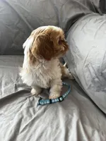 Buster, a male Cavalier King Charles Spaniel and Shih Tzu for sale in Taylors Falls, MN – Photo 6 of 9