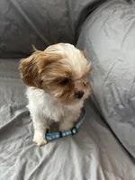 Buster, a male Cavalier King Charles Spaniel and Shih Tzu for sale in Taylors Falls, MN – Photo 3 of 9