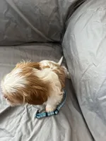 Buster, a male Cavalier King Charles Spaniel and Shih Tzu for sale in Taylors Falls, MN – Photo 2 of 9