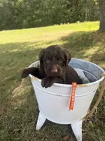 Wilma, a female Labradoodle for sale in Taylors Falls, MN – 2 of 4