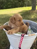Rose, a female Labradoodle for sale in Taylors Falls, MN – 2 of 4