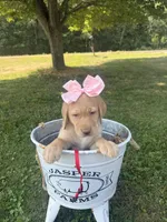 Daisy, a female Labrador Retriever for sale in Taylors Falls, MN – 3 of 5