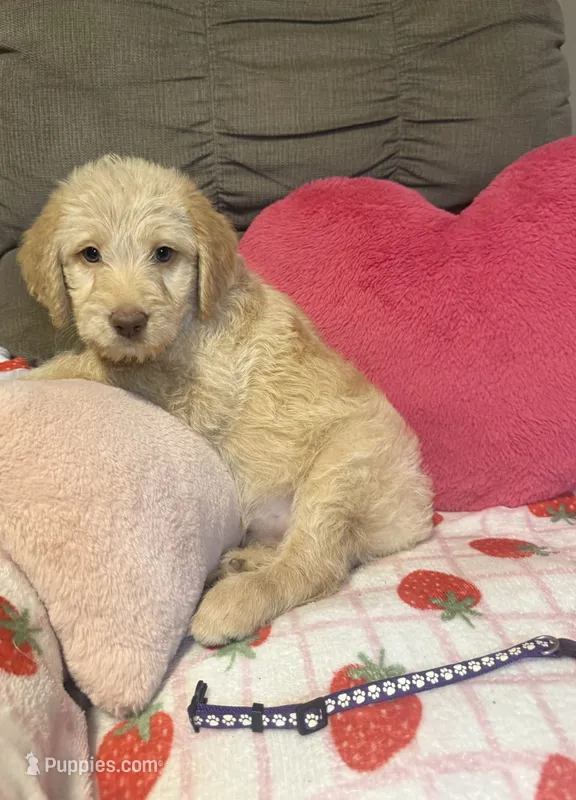 Shirley – Labradoodle puppy for sale in Taylors Falls, MN