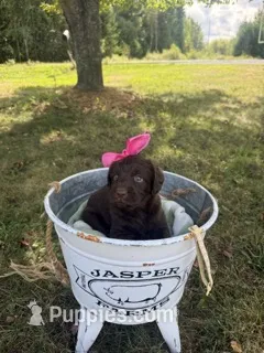 Daisy – Labradoodle puppy for sale in Taylors Falls, MN