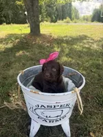 Daisy, a female Labradoodle for sale in Taylors Falls, MN – 1 of 4