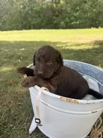 Marley, a female Labradoodle for sale in Taylors Falls, MN – 4 of 4