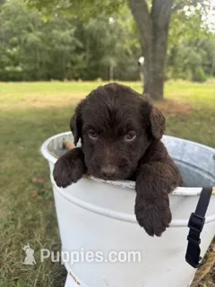 Wren – Labradoodle puppy for sale in Taylors Falls, MN