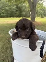 Wren, a male Labradoodle for sale in Taylors Falls, MN – 1 of 4