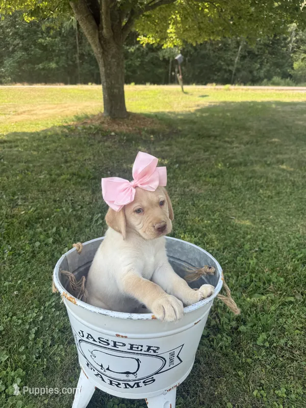 Charlotte  – Labrador Retriever puppy for sale in Taylors Falls, MN