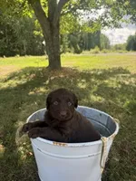 Daisy, a female Labradoodle for sale in Taylors Falls, MN – 3 of 4