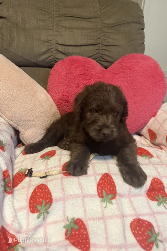 Marley – Labradoodle puppy for sale in Taylors Falls, MN