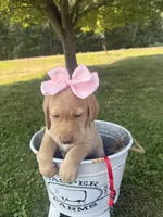 Daisy, a female Labrador Retriever for sale in Taylors Falls, MN – 2 of 5