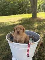 Rose, a female Labradoodle for sale in Taylors Falls, MN – 3 of 4