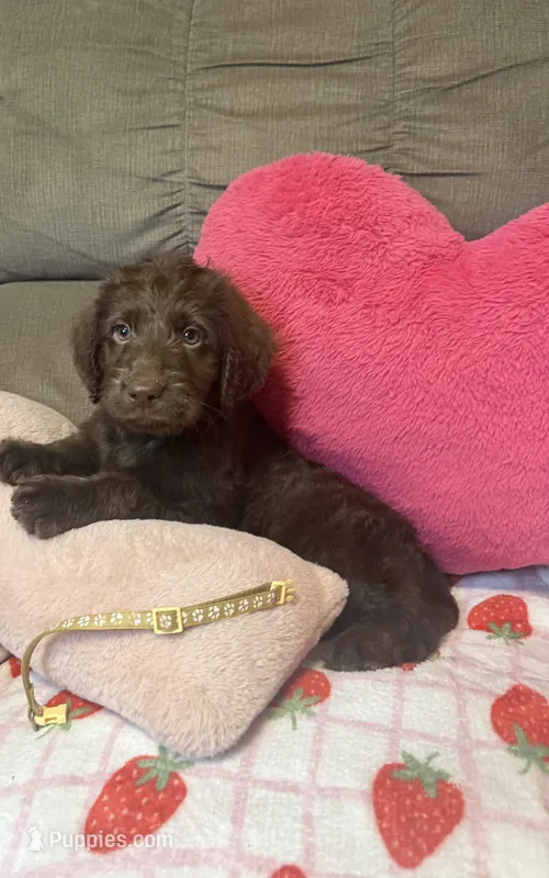 Daisy – Labradoodle puppy for sale in Taylors Falls, MN