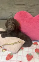 Daisy, a female Labradoodle for sale in Taylors Falls, MN – 1 of 3