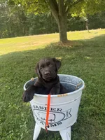 Max, a male Labrador Retriever for sale in Taylors Falls, MN – 4 of 4