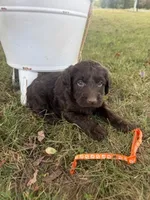 Wilma, a female Labradoodle for sale in Taylors Falls, MN – 4 of 4