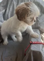 Lucy, a female Cavalier King Charles Spaniel and Shih Tzu for sale in Taylors Falls, MN – Photo 2 of 8
