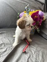 Lucy, a female Cavalier King Charles Spaniel and Shih Tzu for sale in Taylors Falls, MN – Photo 5 of 8