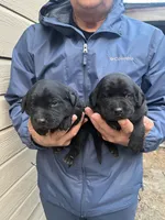 Females, a female Labrador Retriever for sale in Florence, SC – Photo 2 of 2