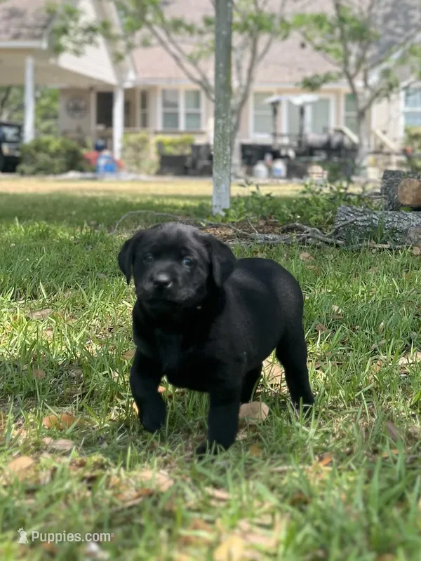 Hazel – Labrador Retriever puppy for sale in Florence, SC