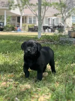 Hazel, a female Labrador Retriever for sale in Florence, SC – Photo 1 of 5