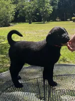 Willow , a female Labrador Retriever for sale in Florence, SC – 3 of 5