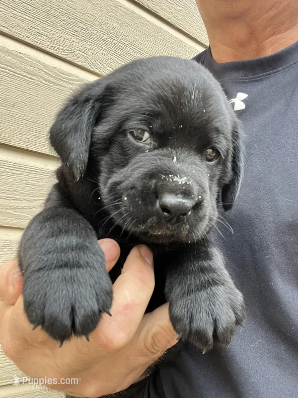 Females – Labrador Retriever puppy for sale in Florence, SC