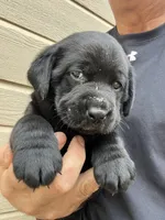 Hazel, a female Labrador Retriever for sale in Florence, SC – Photo 4 of 5
