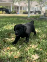 Hazel, a female Labrador Retriever for sale in Florence, SC – Photo 2 of 5