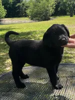 Willow , a female Labrador Retriever for sale in Florence, SC – 2 of 5