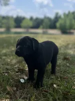 Hazel, a female Labrador Retriever for sale in Florence, SC – Photo 3 of 5