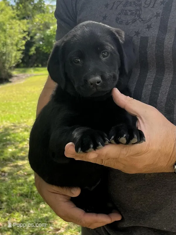 Hazel – Labrador Retriever puppy for sale in Florence, SC